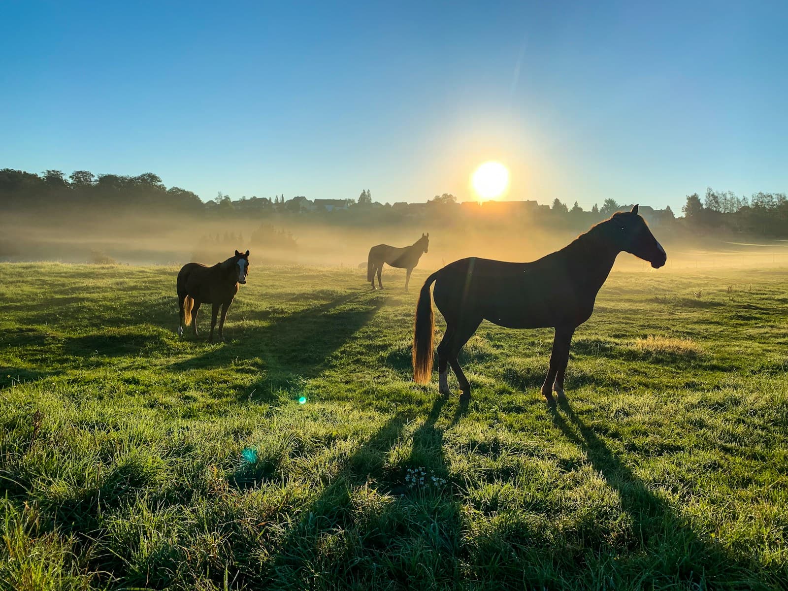 Horses grazing in a misty pasture at sunrise